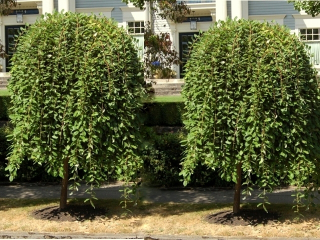 Vŕba rakytová Iwa Pendula na kmienku, 130 až 150 cm