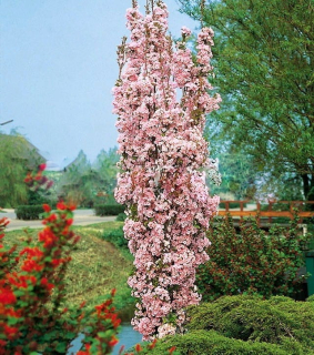Okrasná stĺpovitá čerešňa Prunus „Amanogawa“