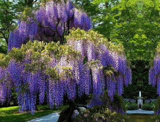 WISTERIA 'PROLIFIC FIALOVÉ KRÁSNE ZÁCLONY