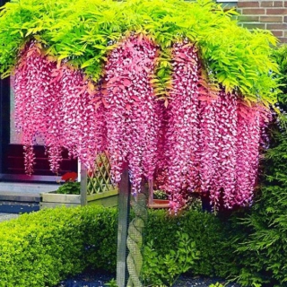 Sadenice wisteria v 0,5-1 litrovej nádobe
