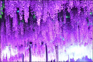 WISTERIA ČÍNSKA WISTERIA FIALOVÉ SEEDENIE