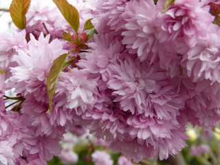 Japonská čerešňa KIKU SHIDARE ZAKURA 120-140 cm