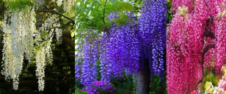 Wisteria modrá, ružová a biela v črepníku