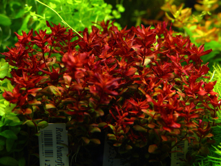 Rastliny akvária Rotala Mini Butterfly