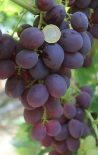 Vinič nížinný 40-60 cm