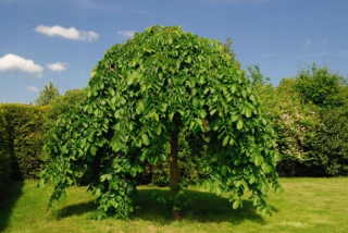 Moruša biela PENDULA WEEEING FORM naštepená na pni, veľká sadenica