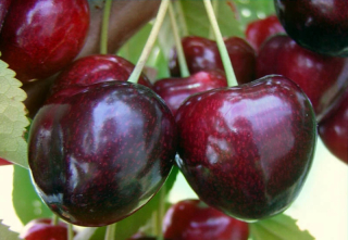 Čerešne a čerešne, ukrajinské sadenice s holým koreňom, 50-80 cm