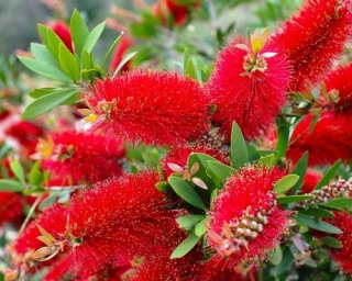 ČERVENÁ MUFLA Callistemon citrinus Splendens VÝSIEVANIE DO NÁDOBY P9